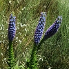 Plants: image 20 Of 208 Thumb